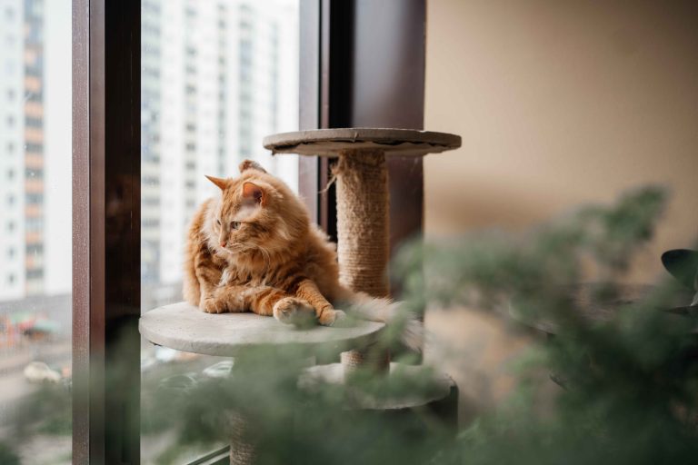 Why Cat Boarding In Dubai Is Safer Than Leaving Your Cat Alone